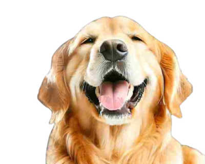 Dog_price_pk-removebg-preview-1