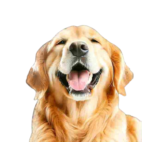husky dog price in pakistan: for sell dogs