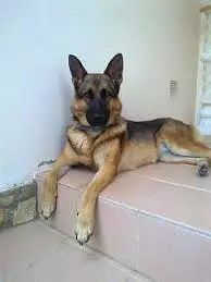 german shepherd dog price