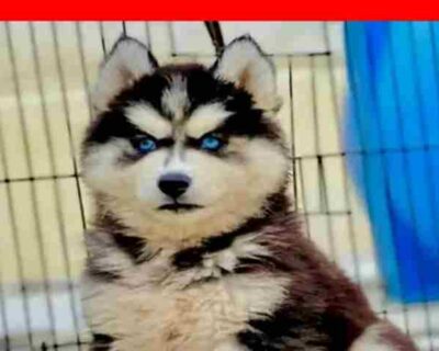 Husky_dog
