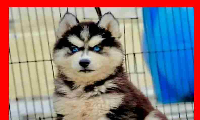 Husky Dog for Sale in Pakistan – Siberian Husky Pair